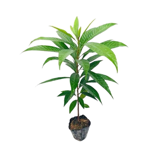 正宗海南蛋黄果苗树耀堂木瓜仙桃苗蛋黄果树苗水果树四季种植盆栽