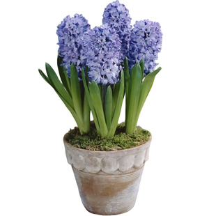 现货风信子种球荷兰进口球根种子苗土培水培新手种花盆栽阳台虹越