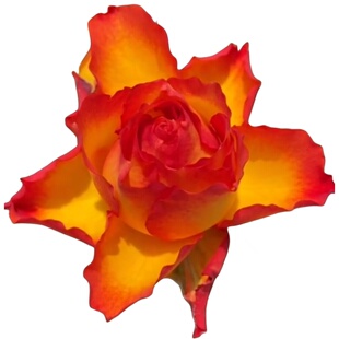 灌木 月季花苗火焰永远的埃斯托里尔大花微月 包对版 带土发货