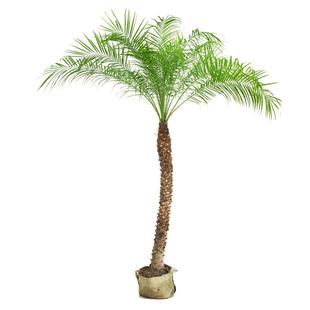 针葵盆栽椰子树室内大型客厅绿植刺葵棕榈树室外阳台热带植物庭院