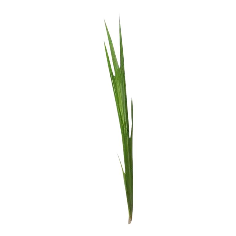 水菖蒲水生水培植物观赏石菖蒲香菖蒲池塘绿植蒲剑水养盆栽净化草