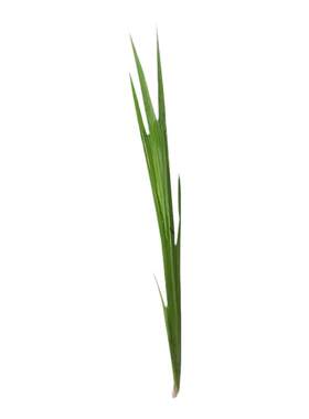 水菖蒲水生水培植物观赏石菖蒲香菖蒲池塘绿植蒲剑水养盆栽净化草