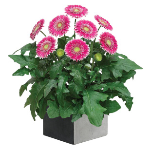 种花王大爷 非洲菊盆栽花卉阳台庭院花园植物简单好养观花花期长