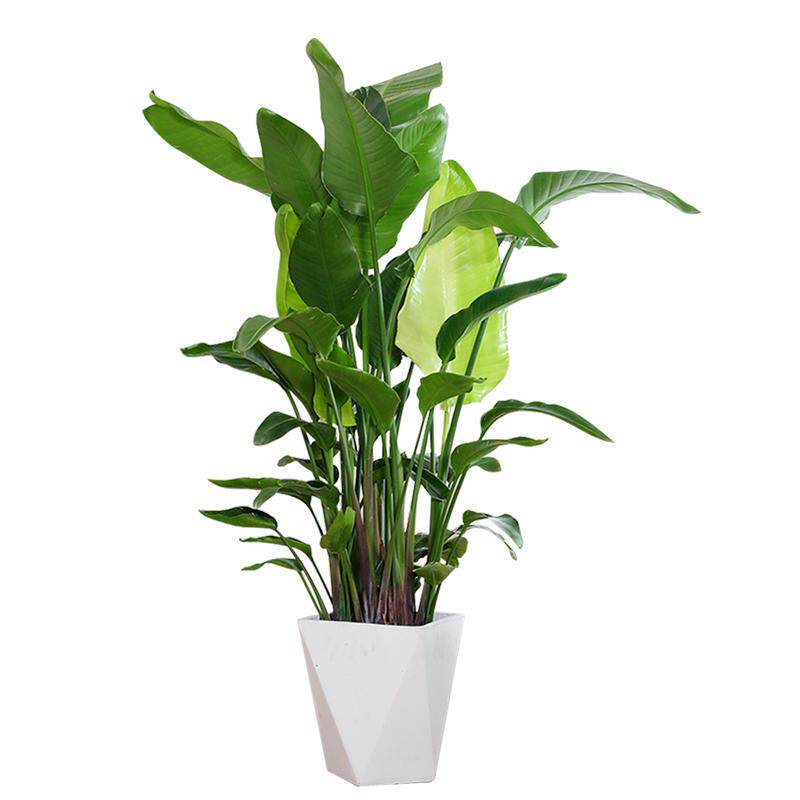 花卉植物室内花办公室大植物租赁租摆出租办公楼桌面盆栽定期养护