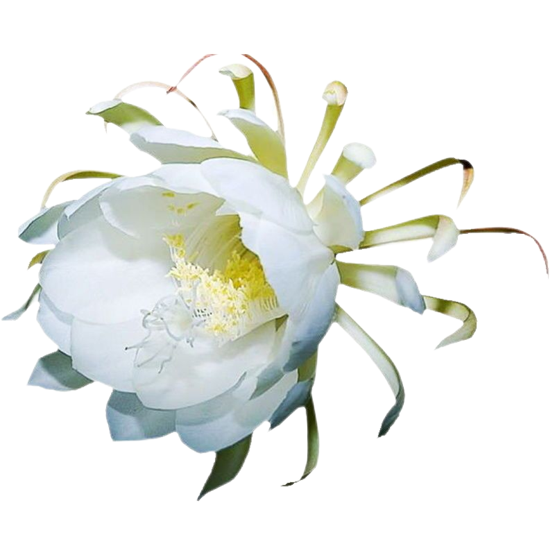 曇花盆栽室內(nèi)陽臺植物曇花苗盆景曇花一現(xiàn)綠植花卉大花濃香可食用