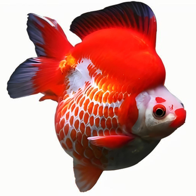 鎏金金鱼活鱼锦鲤鱼活体冷水观赏鱼苗淡水鱼耐活好养龙睛国狮丹顶