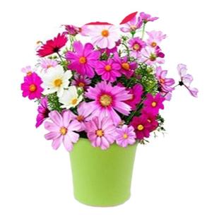 野花组合花种子草坪草花种籽子四季播种开花花格桑花籽太阳花种孑