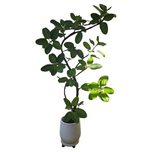 孟加拉榕盆栽适合家里客厅养的大型绿植高级感真树好养活黄金榕树