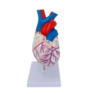 自然大透明心脏模型 人体标准心脏解剖模型B超彩超可拆卸医学教学