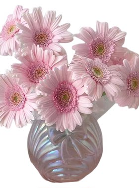 弗朗花鲜花非洲菊水养插花