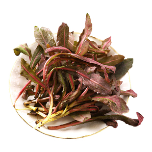 曲麻菜新鲜特产野生苦麻菜苗苦菜野菜曲曲菜苣荬菜蘸酱菜现挖野生