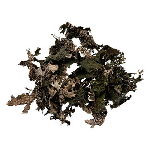 云南大理特产野生树皮菜野菜树皮树花凉拌菜青蛙皮原始森林树蝴蝶