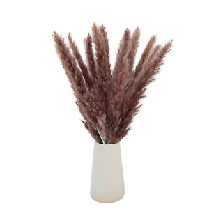 粉色小芦苇干花花束蒲苇diy永生花材插花瓶装饰潘帕斯草婚庆造景