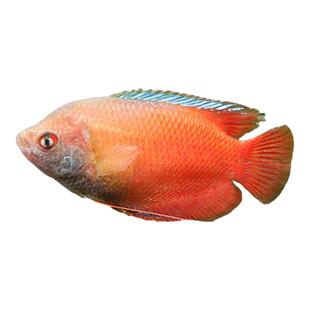 血丽丽五彩草莓丽丽草缸热带淡水鱼新手活体鱼宠物耐养易活观赏鱼