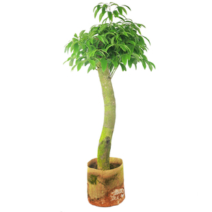 高压圈枝荔枝苗树桩嫁接荔枝树苗妃子笑桂味大苗南方种植当年结果