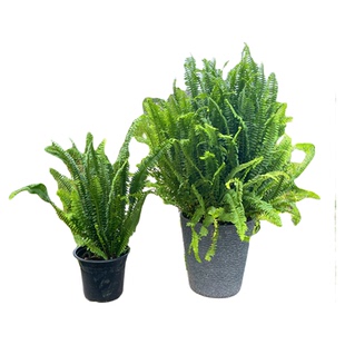 肾蕨盆栽花镜庭院植物蕨类波士顿室外鸟巢富贵彩虹蕨耐阴四季常青