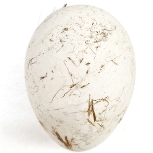 农家散养五谷杂粮新鲜大鹅蛋初生孕妇清胎毒特大超大12个