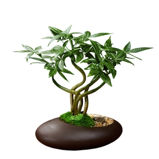 五福发财树新中式禅意盆栽室内桌面造型盆景招财植物耐阴好养绿植