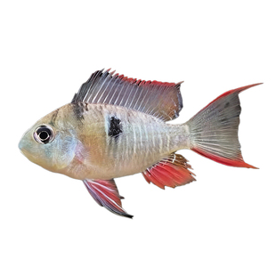 玻利维亚凤凰鱼南美水族短鲷鱼金波子热带观赏鱼活体小型观赏鱼