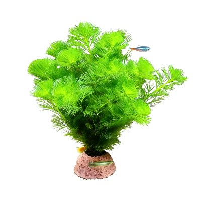 绿菊真水草新手好养中后景