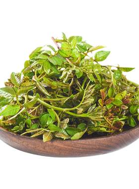 现摘麻脆嫩叶尖花椒芽野生农产品