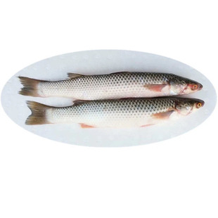 新鲜海捕梭鱼红眼鱼鲻鱼鲜活乌头鱼海鱼连云港海鲜水产5斤装顺丰