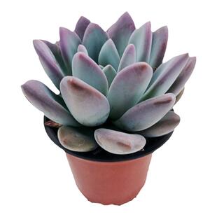 景天奥普琳娜多肉植物老桩好养易活室内阳台云南花卉绿植盆栽盆景