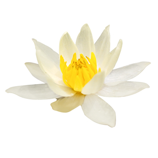 微型睡莲水培植物海尔芙拉带花苞迷你盆栽花卉多贝根茎种孑成体苗