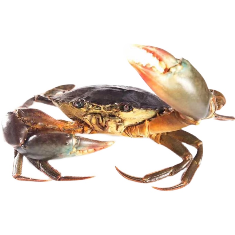 包肥包活超大野生青蟹鮮活猷蠓大公蟹肉蟹 凈重共兩只2斤 沒(méi)繩子