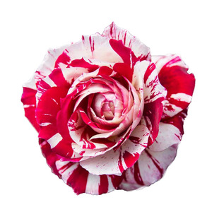 2006年法国JulioIglesias胡里奥红白黄条纹笑靥强香多玫瑰月季花