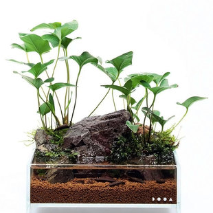 迷你黄金日本袖珍丹麦尖叶咖啡大理瓦里斯燕尾白水榕石水草水下叶