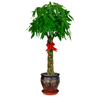 大型白兰花盆栽 多年生植物花期长木本绿植物花香清新白玉兰