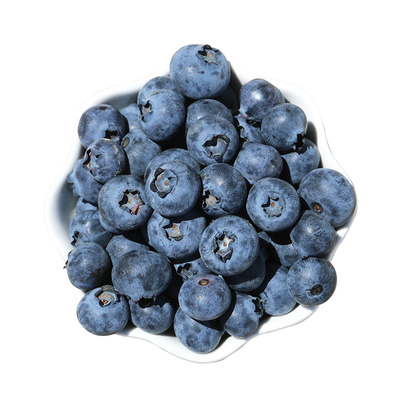 孕妇蓝莓鲜果密农人家