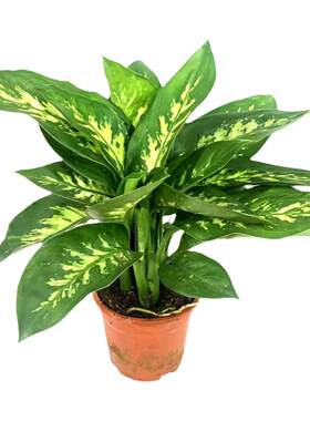 花叶斑马万年青盆栽植物室内客厅
