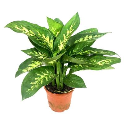 花叶斑马万年青盆栽植物室内客厅