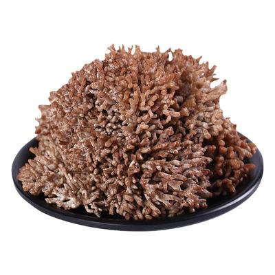 当季猫爪山珍菌类蘑菇珊瑚菌