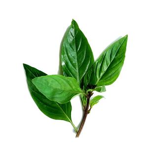 新鲜九层塔 金不换鱼香草 三杯鸡冬阴功材料厨房香料调料 包邮