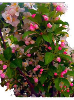 高杆海棠花苗花园植物耐寒好成活