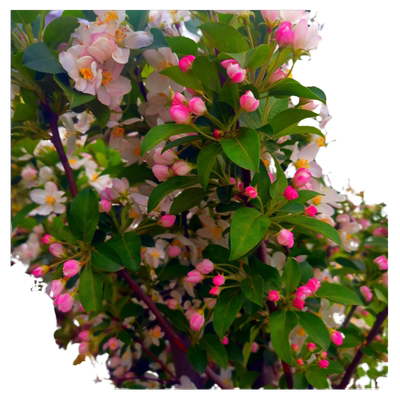 高杆海棠花苗花园植物耐寒好成活