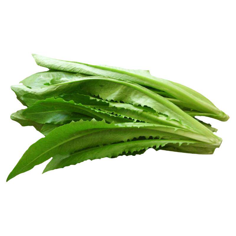 油麦菜种子四季播青菜种籽仔阳台菜籽盆栽籽种蔬菜孑冬季菜种大全