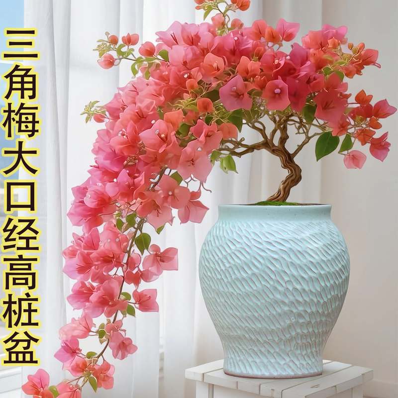 三角梅专用粗陶大口径盆多肉绿植复古粗陶罐陶盆绿植老桩法师花盆