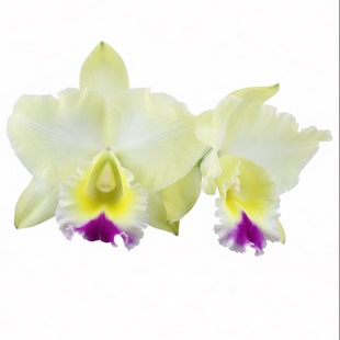 番茄雅韵堂Rlc.Memoria Floyd Irvin Bachrach 黄毛小丫头卡特兰