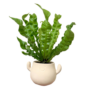 可爱火焰鸟巢蕨盆栽室内客厅办公室桌面绿植蕨类植物四季好养易活