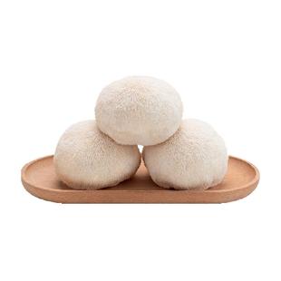 古田精选新鲜猴头菇福建特产养胃煲汤火锅菌菇食材非干货