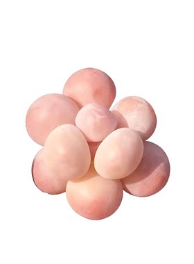汤圆奶酪多肉植物拇指室内盆栽高端名贵花卉好养绿植办公室防辐射