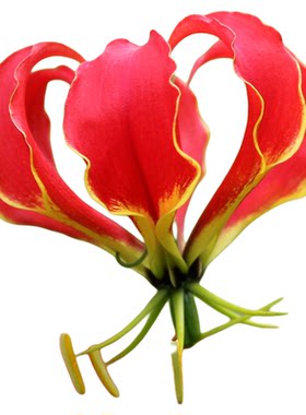 花彩嘉兰百合花裸根多年生爬藤