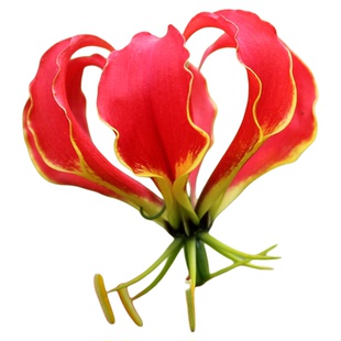 花彩进口嘉兰百合花裸根多年生种球阳台盆栽爬藤花耐热花期长预售