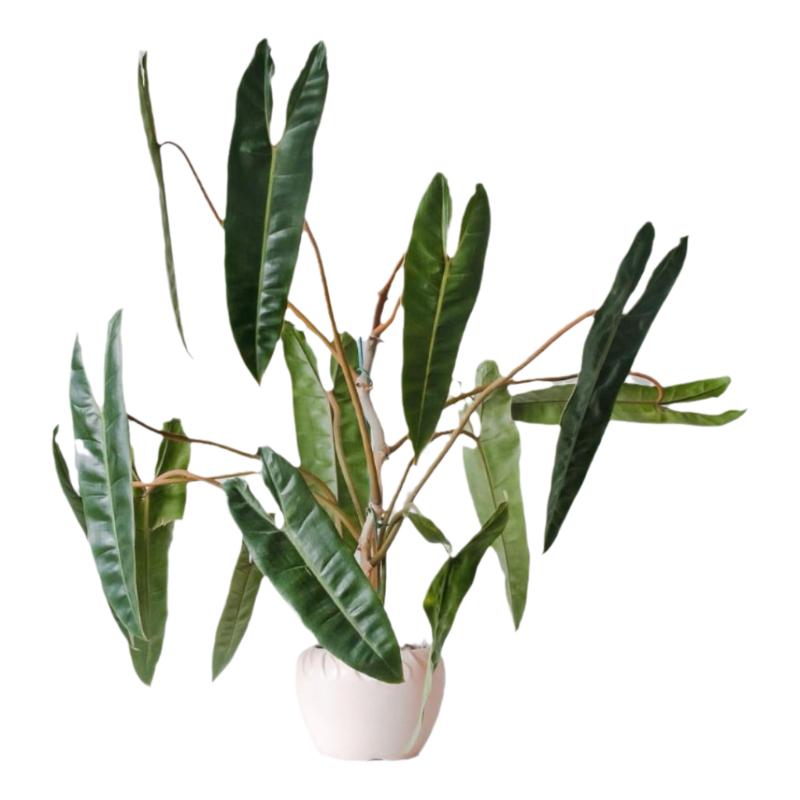 橙柄蔓绿绒 热带观叶植物 天南蔓绿绒