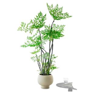 精品南天竹盆栽树苗室内客厅大型绿植老桩树苗绿植物四季好养花卉