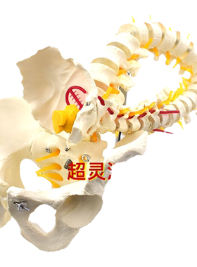 ENOVO颐诺灵活弯曲人体脊柱模型